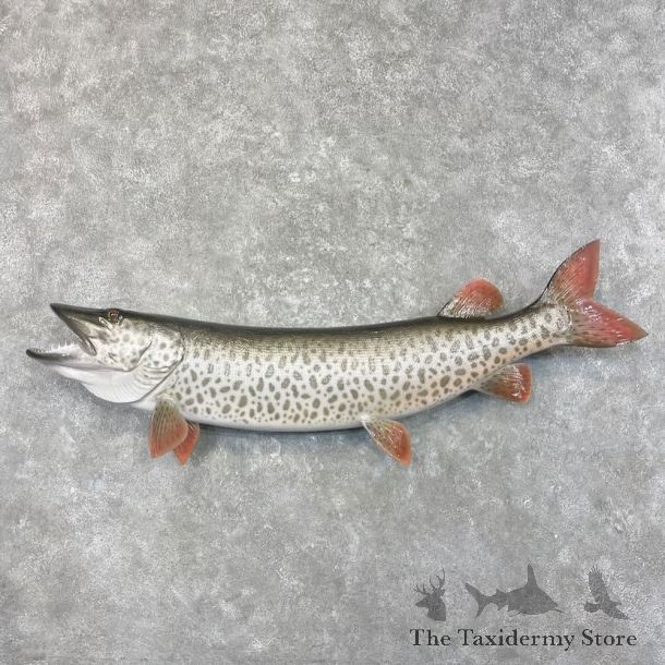 Reproduction Muskellunge Fish Mount For Sale #27674 @ The Taxidermy Store