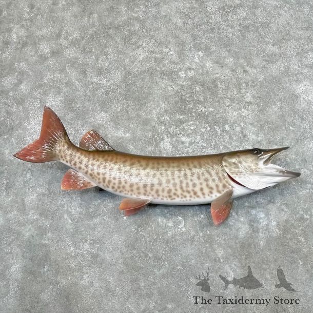 Reproduction Muskellunge Fish Mount For Sale #27677 @ The Taxidermy Store