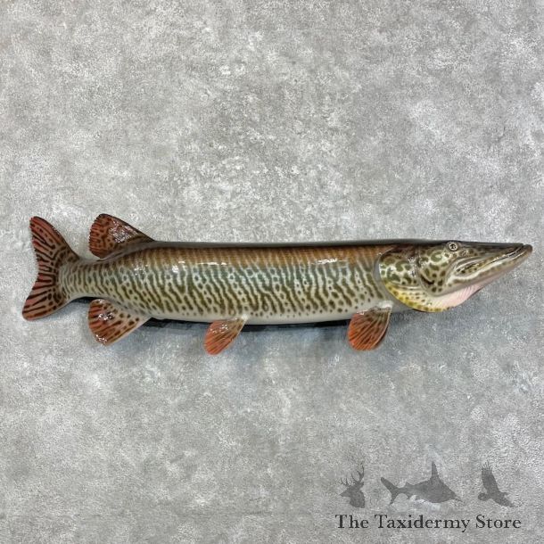 Reproduction Muskellunge Fish Mount For Sale #27998 @ The Taxidermy Store