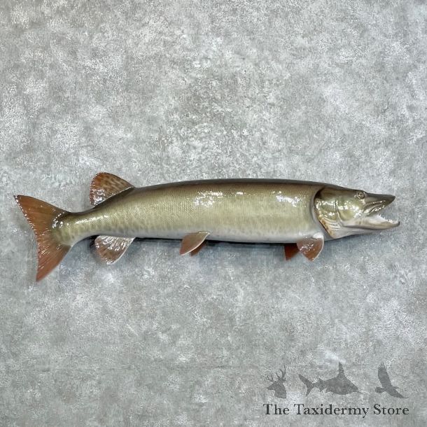 Reproduction Muskellunge Fish Mount For Sale #27999 @ The Taxidermy Store