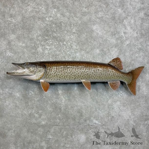 Reproduction Muskellunge Fish Mount For Sale #28000 @ The Taxidermy Store