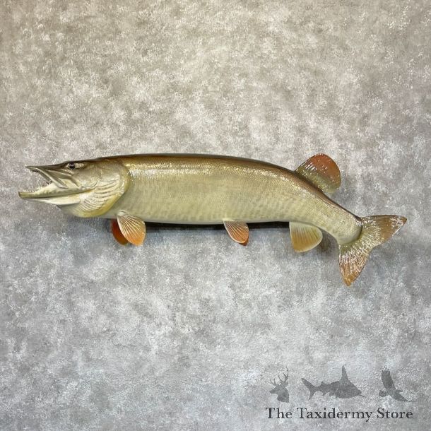 Reproduction Muskellunge Fish Mount For Sale #28285 @ The Taxidermy Store