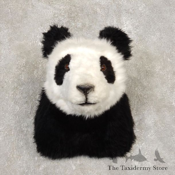 Reproduction Panda Shoulder Mount #21438 For Sale @ The Taxidermy Store