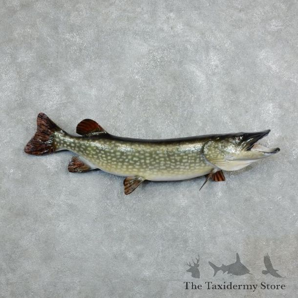 Reproduction Northern Pike Fish Mount 18244@The Taxidermy Store