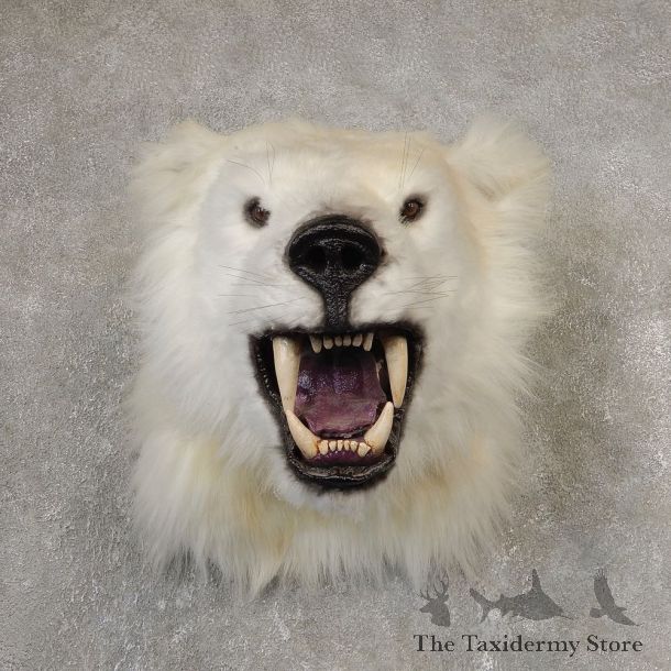 Reproduction Polar Bear Shoulder Mount #21059 For Sale @ The Taxidermy Store