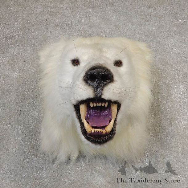 Reproduction Polar Bear Shoulder Mount #21060 For Sale @ The Taxidermy Store