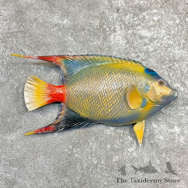 Reproduction Queen Angelfish Mount For Sale #27244 @ The Taxidermy Store