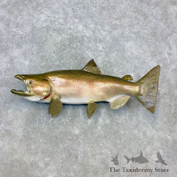 Reproduction Rainbow Trout Fish Mount For Sale #23277 @ The Taxidermy Store