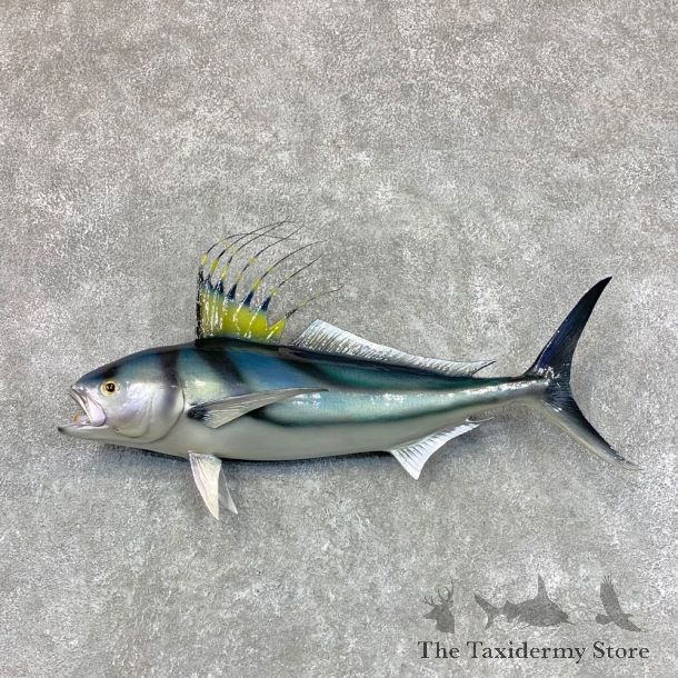 Reproduction Rooster Fish Taxidermy Mount #22487 For Sale @ The Taxidermy Store