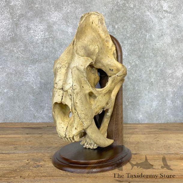 Reproduction Saber Tooth Tiger Skull #22995 @ The Taxidermy Store