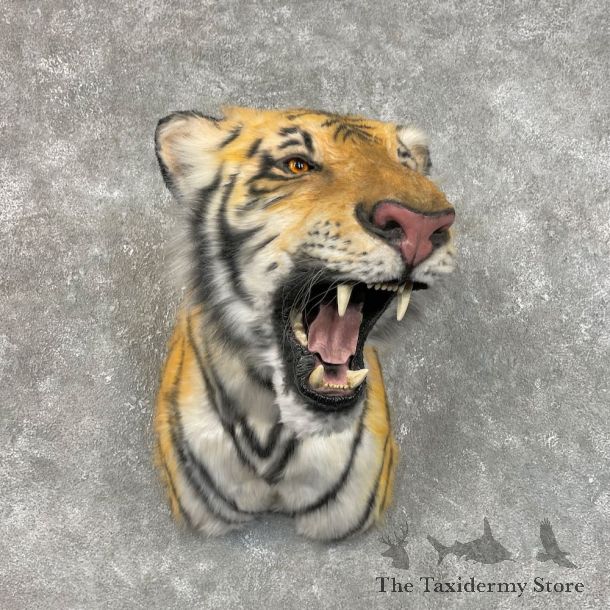 Reproduction Siberian Tiger Shoulder Mount For Sale #25781 @ The Taxidermy Store