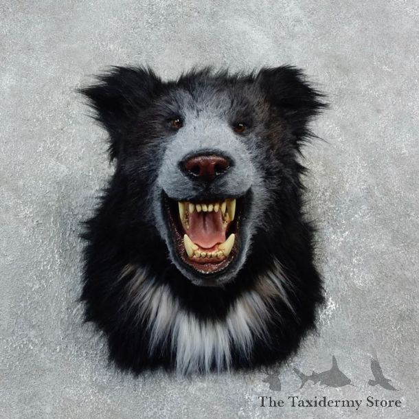 Reproduction Sloth Bear Taxidermy Shoulder Mount #18298 For Sale @ The Taxidermy Store