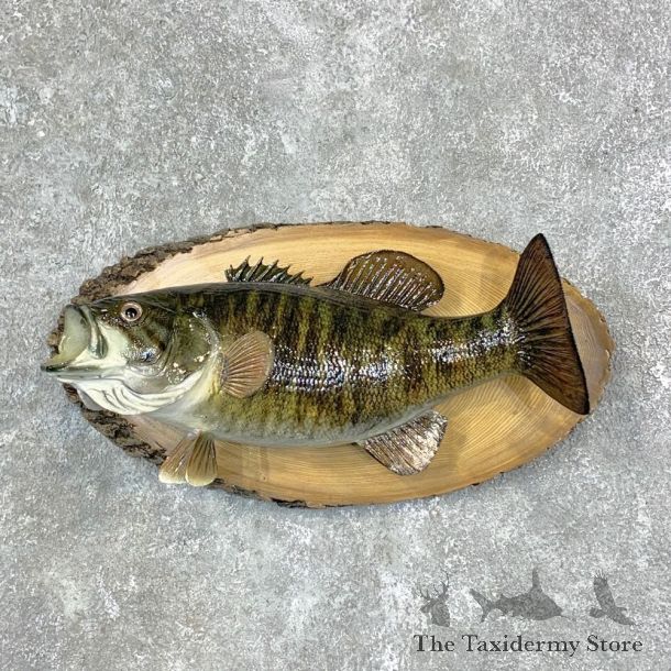Reproduction Smallmouth Bass Fish Mount For Sale #23157 @ The Taxidermy Store