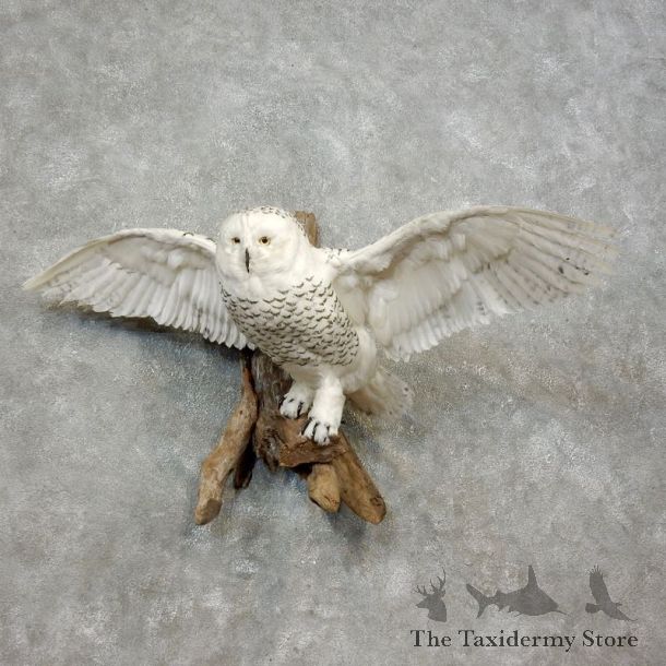 Reproduction Snow Owl Mount #17892 For Sale @ The Taxidermy Store