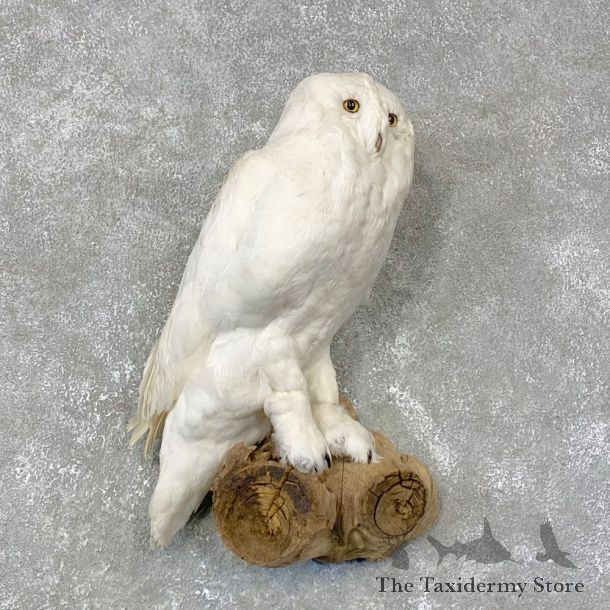 Reproduction Snowy Owl Life Size Mount #24023 For Sale @ The Taxidermy Store