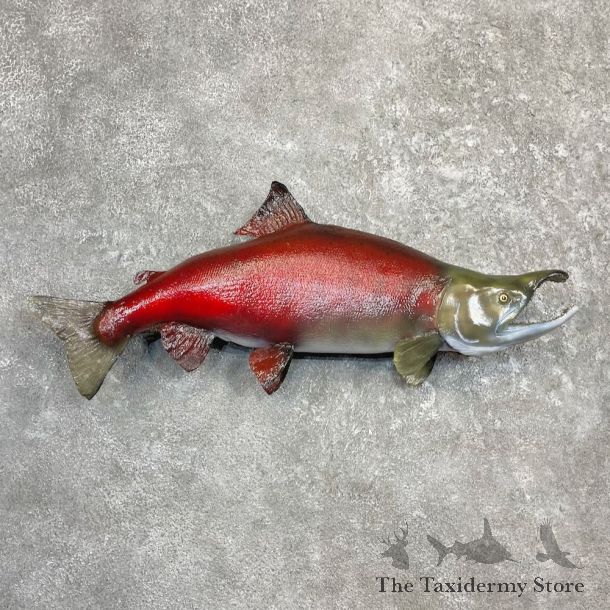Reproduction Sockeye Salmon Fish Mount For Sale #27222 @ The Taxidermy Store