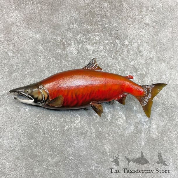 Reproduction Sockeye Salmon Fish Mount For Sale #27513 @ The Taxidermy Store