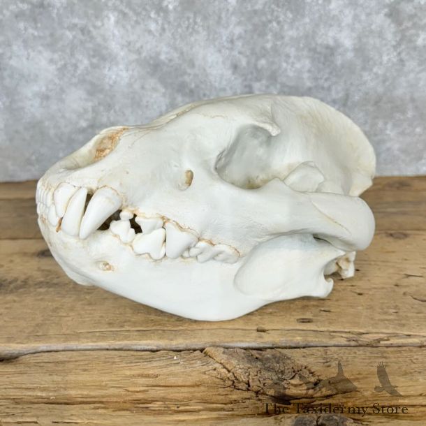 Reproduction African Lion Full Skull For Sale #29113 @ The Taxidermy Store