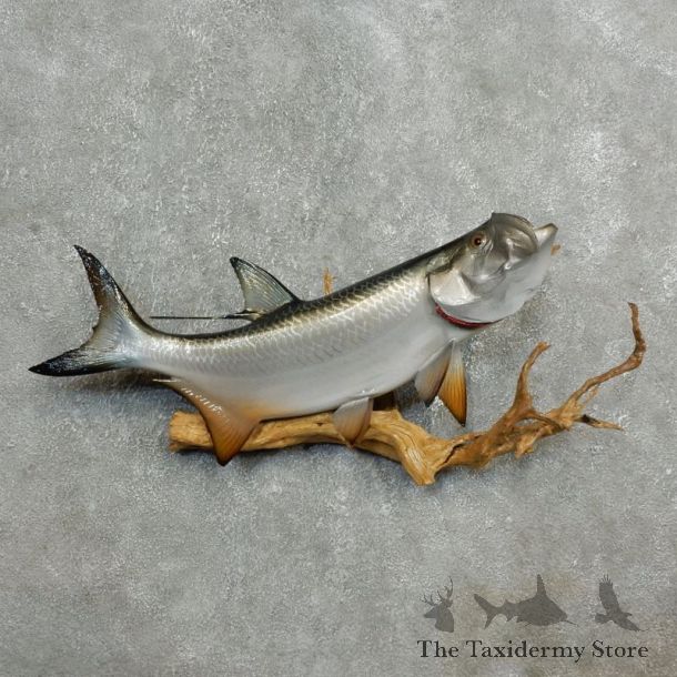 Atlantic Tarpon Fish Mount #17779 For Sale @ The Taxidermy Store