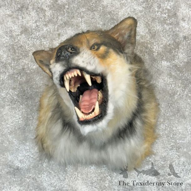 Reproduction Timberwolf Shoulder Mount For Sale #29163 @ The Taxidermy Store