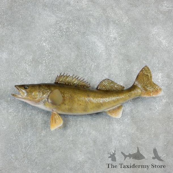 Reproduction Walleye Mount For Sale #17945 @ The Taxidermy Store