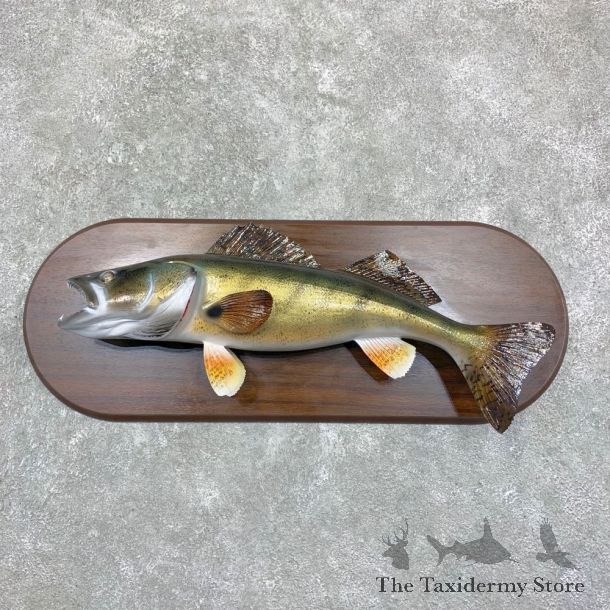 Reproduction Walleye Taxidermy Fish Mount #23164 For Sale @ The Taxidermy Store