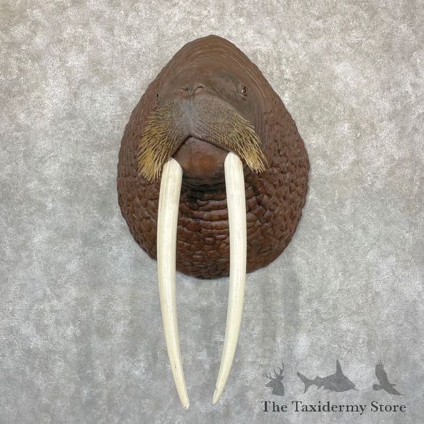 Reproduction Walrus Taxidermy Mount For Sale #24384 @ The Taxidermy Store