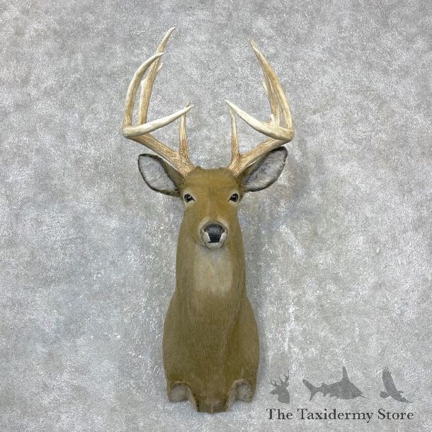 Reproduction Whitetail Deer Shoulder Mount #24410 For Sale - The Taxidermy Store
