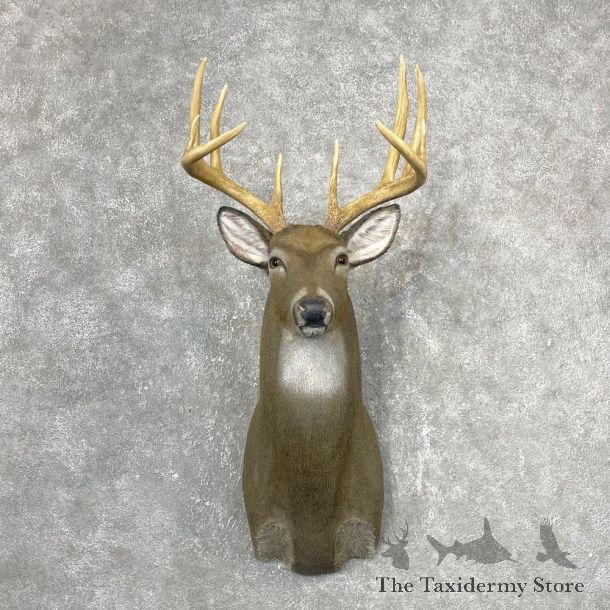 Reproduction Whitetail Deer Shoulder Mount #24411 For Sale - The Taxidermy Store