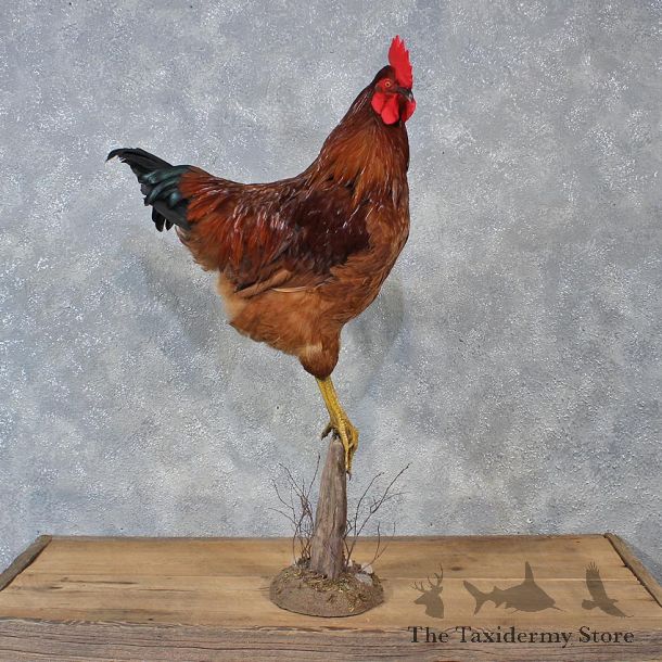 Rhode Island Red Rooster #12113 For Sale @ The Taxidermy Store