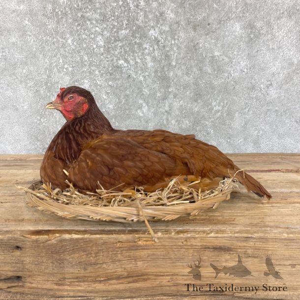 Rhode Island Red Hen Mount For Sale #26344 @ The Taxidermy Store