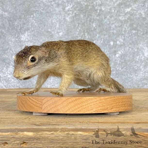 Richardson's Ground Squirrel Mount For Sale #22939 @ The Taxidermy Store