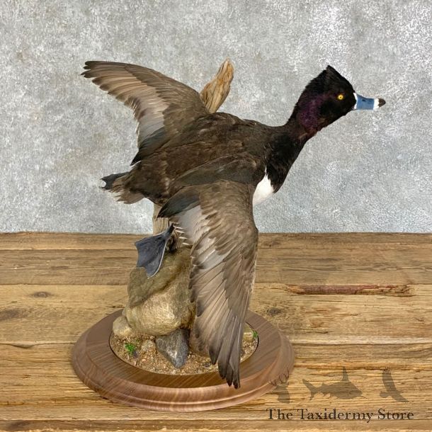 Ring-Necked Duck Taxidermy Bird Mount For Sale #22901 @ The Taxidermy Store