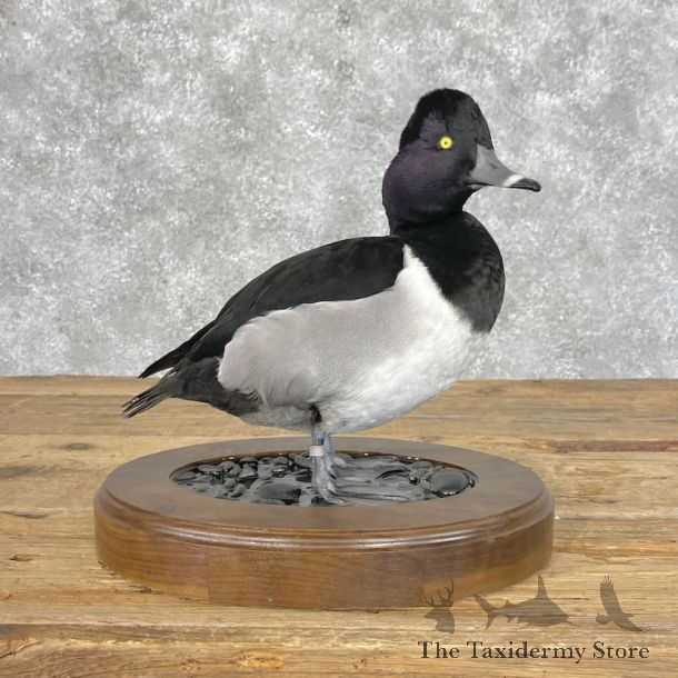 Ring-Necked Duck Bird Mount For Sale #28399 @ The Taxidermy Store