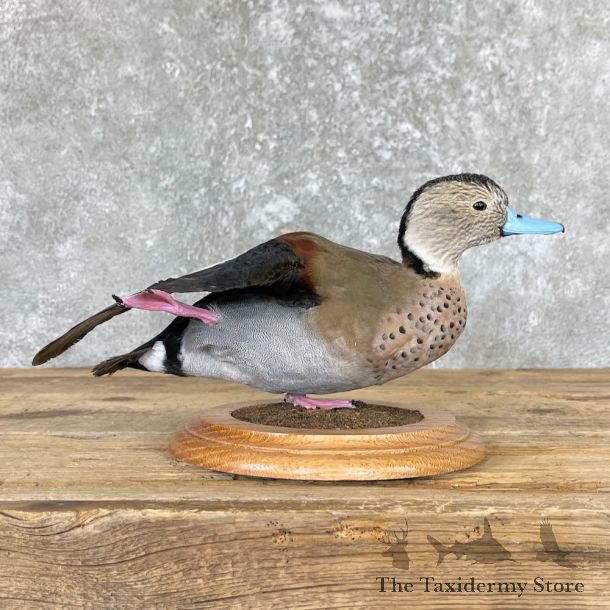 Ringed Teal Duck Bird Mount For Sale #26670 @ The Taxidermy Store