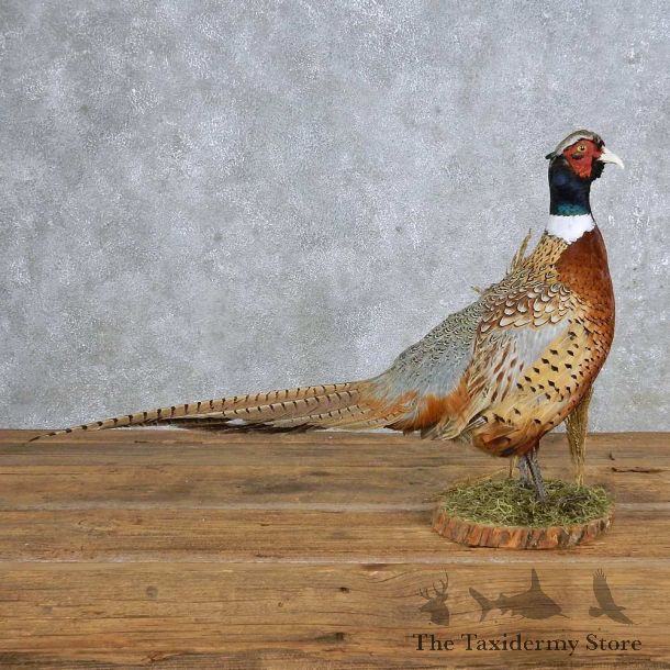 Ringneck Pheasant Mount For Sale #14879 @ The Taxidermy Store