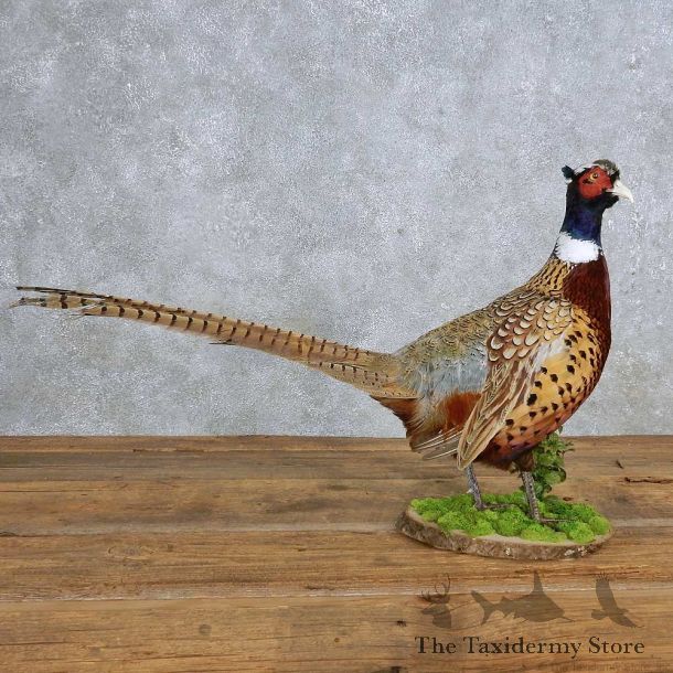 Ringneck Pheasant Mount For Sale #14880 @ The Taxidermy Store