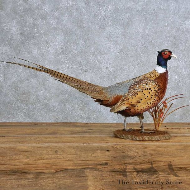 Ringneck Pheasant Mount For Sale #14881 @ The Taxidermy Store