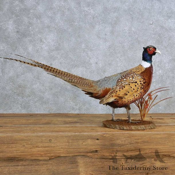 Ringneck Pheasant Mount For Sale #14882 @ The Taxidermy Store