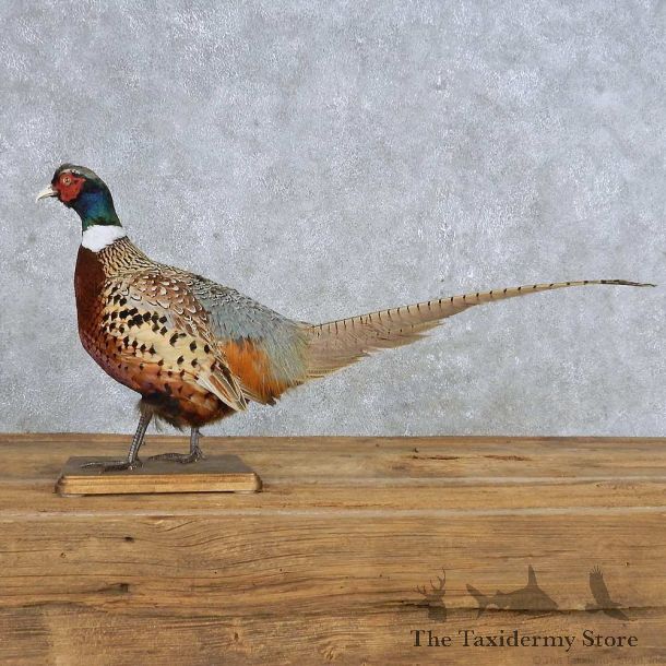 Ringneck Pheasant Mount For Sale #14883 @ The Taxidermy Store