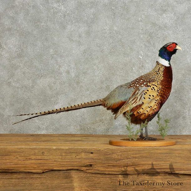 Ringneck Pheasant Bird Mount For Sale #15887 @ The Taxidermy Store