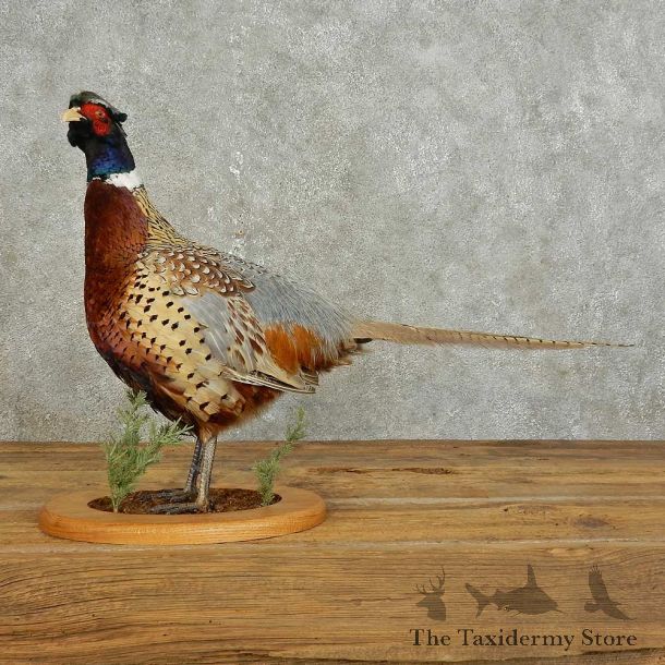 Ringneck Pheasant Bird Mount For Sale #15890 @ The Taxidermy Store