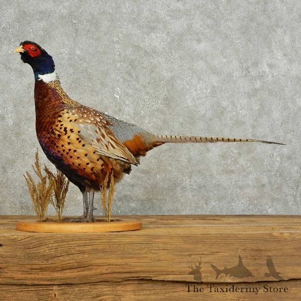 Ringneck Pheasant Bird Mount For Sale #15891 @ The Taxidermy Store