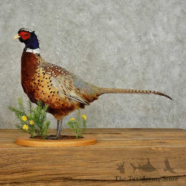 Ringneck Pheasant Bird Mount For Sale #15892 @ The Taxidermy Store