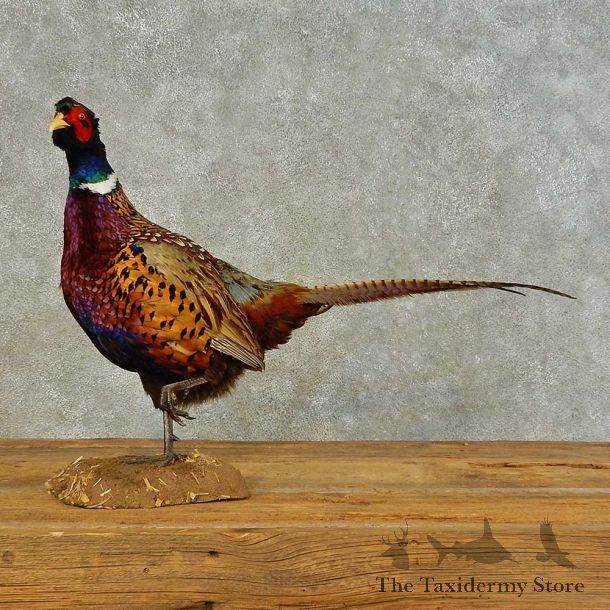 Ringneck Pheasant Bird Mount For Sale #16359 @ The Taxidermy Store