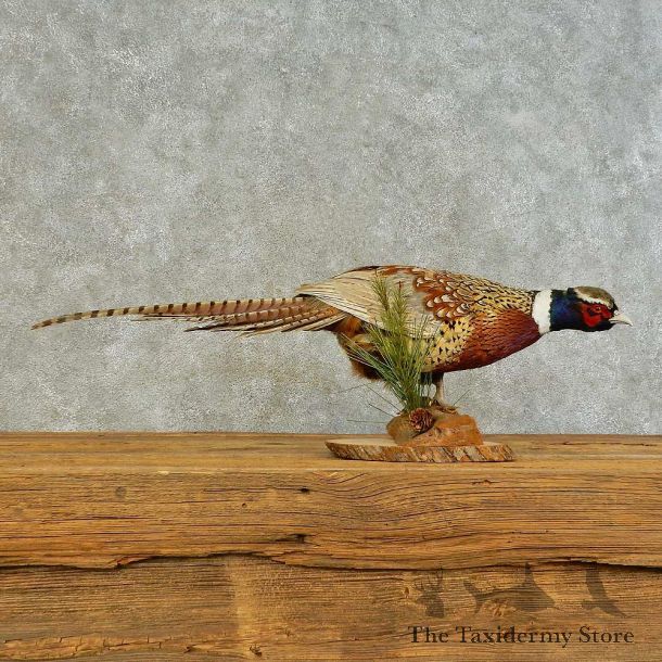Ringneck Pheasant Bird Mount For Sale #16397 @ The Taxidermy Store