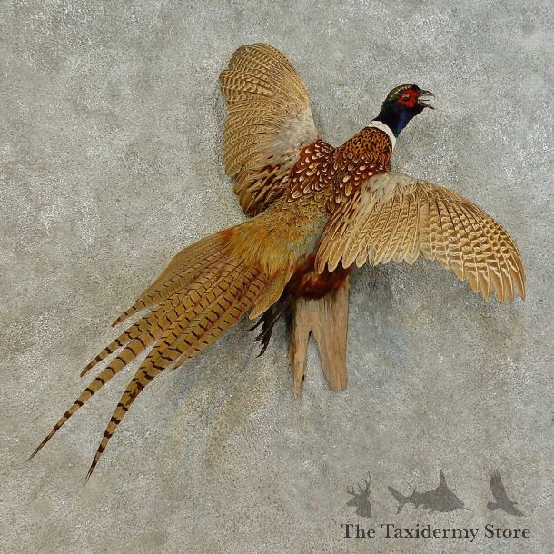 Ringneck Pheasant Bird Mount For Sale #16482 @ The Taxidermy Store