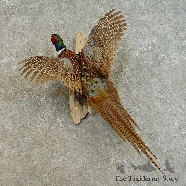 Ringneck Pheasant Bird Mount For Sale #16483 @ The Taxidermy Store