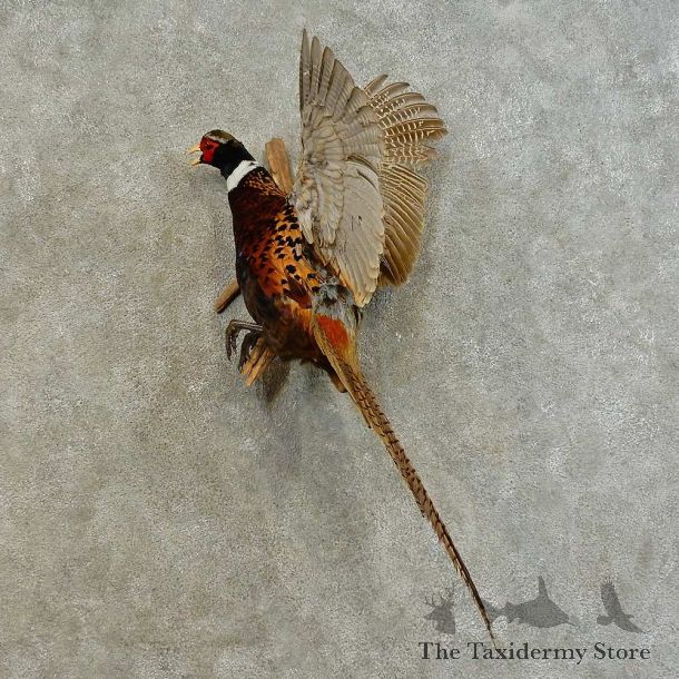 Ringneck Pheasant Bird Mount For Sale #16484 @ The Taxidermy Store