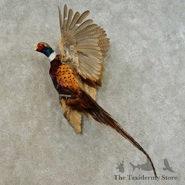 Ringneck Pheasant Bird Mount For Sale #16488 @ The Taxidermy Store